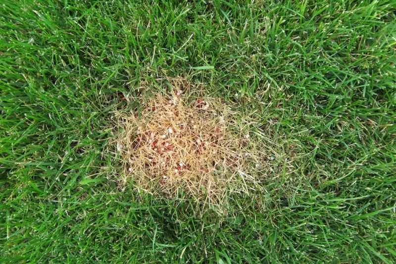 Burn caused by excessive use of fertilizer on a lawn.