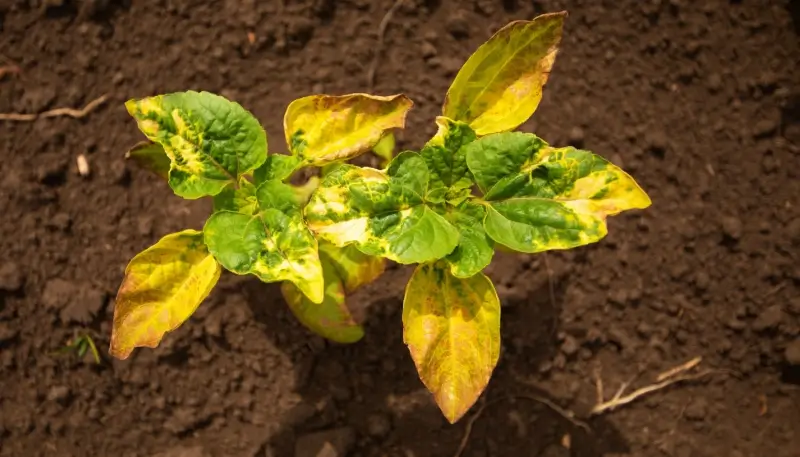 Fertilizer burn on the leaves of a plant.