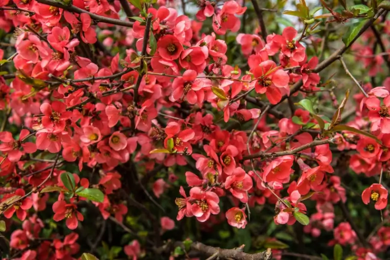 Flowering quince bush. 