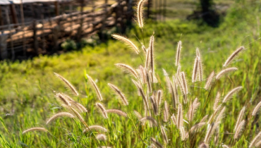 Foxtail weeds growing in a lawn.