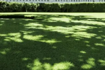 Grass lawn in a shaded area. 