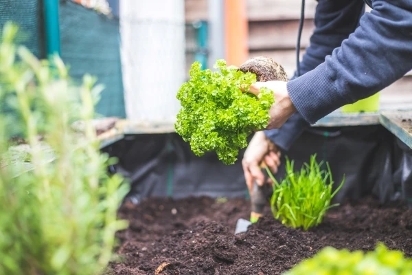 Vegetable Gardening: A Beginner's Guide