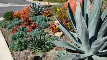 Cacti and other plants used for xeriscaping and conserving water.