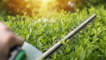 Landscaper using an electric hedge trimmer.