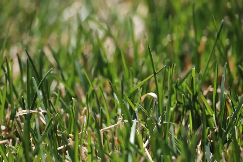 Close up of Kentucky Bluegrass blades.