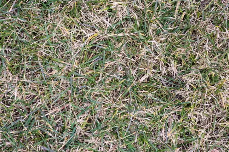 Section of lawn with brown patches. 