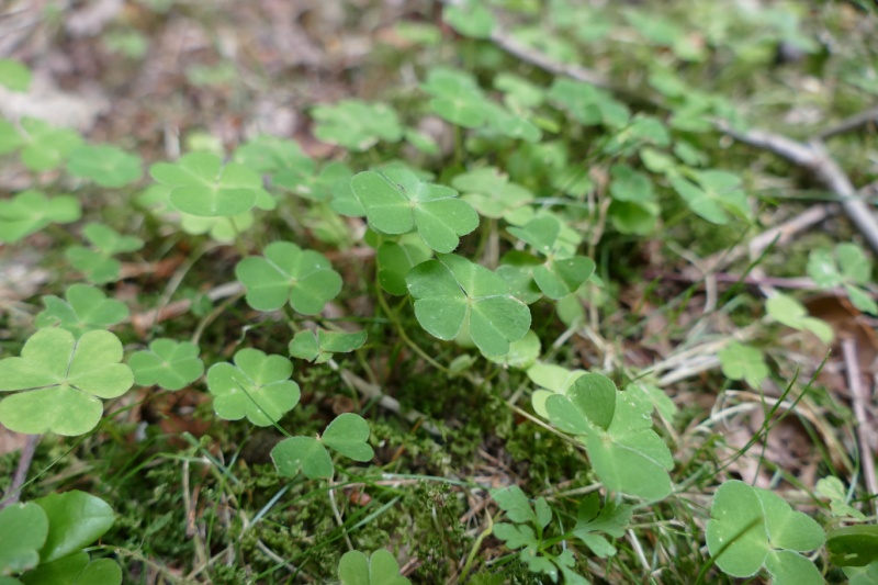 Oxalis weeds in a garden.