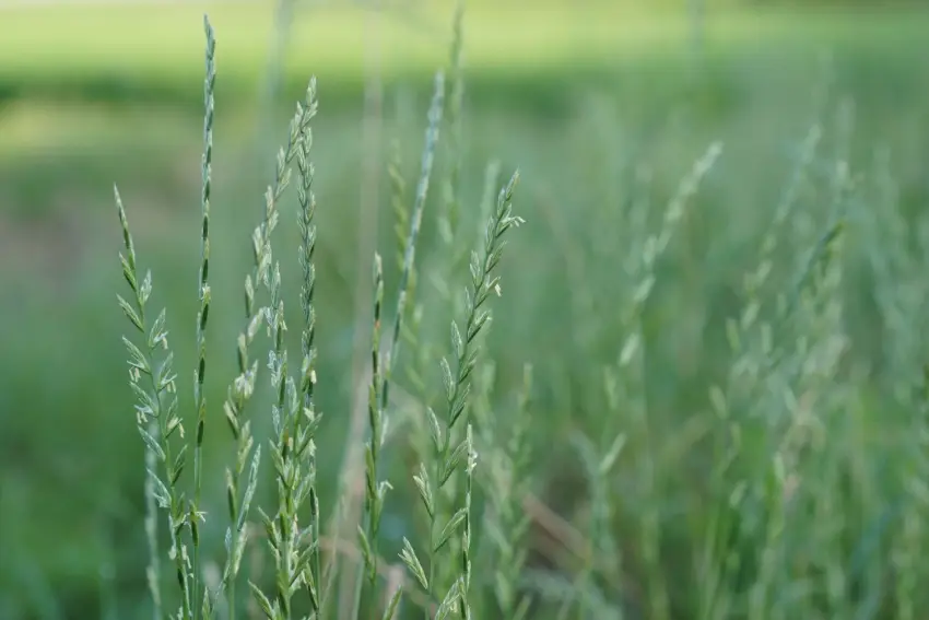 Perennial ryegrass lawn.