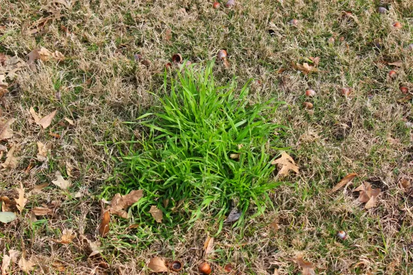 Poa Annua grassy weed in a lawn.