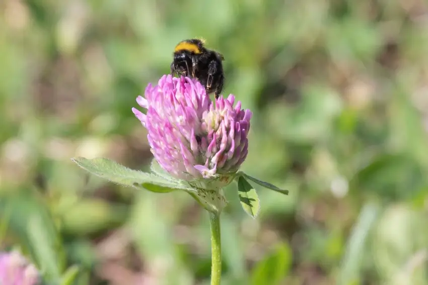 Bee on a red clover flower. 