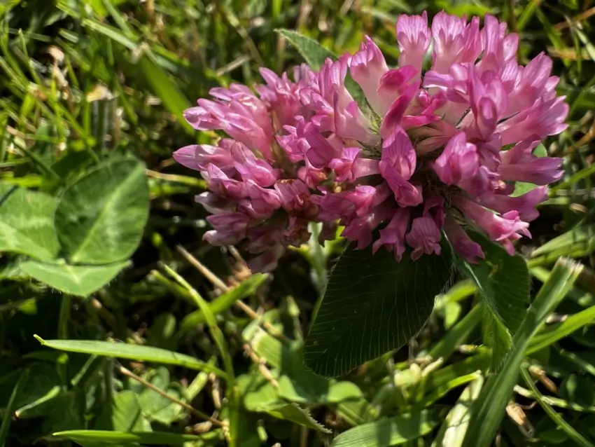 Close up image of a pink red clover flower. 