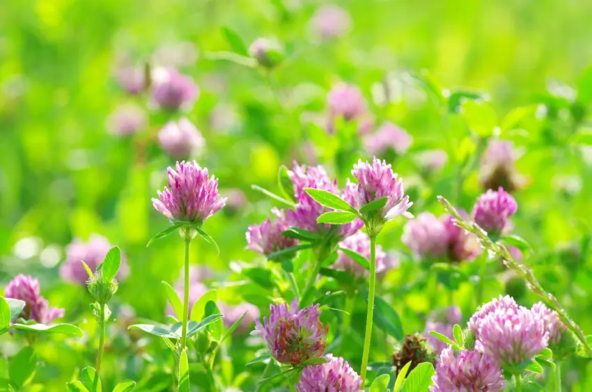 Field of red clover.