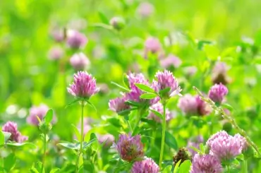 Field of red clover. 
