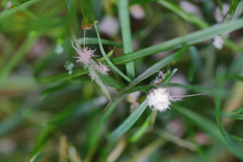 Close up of grass with red thread lawn disease.