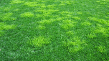 Lawn with rough bluegrass weeds.