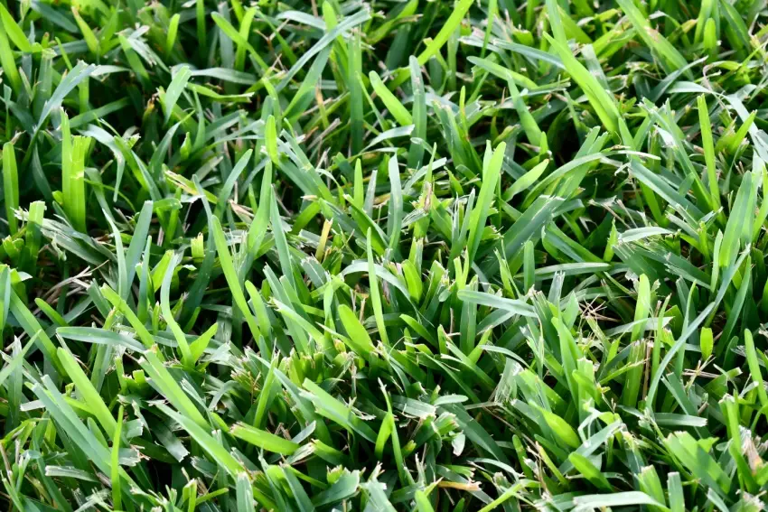 Close up of St. Augustine grass blades.