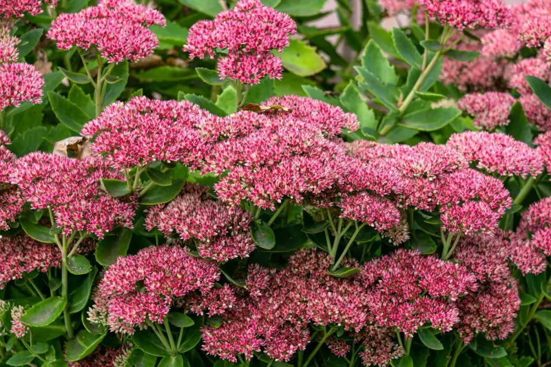 Stonecrop plant.