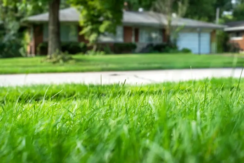 Residential lawn with tall fescue grass.