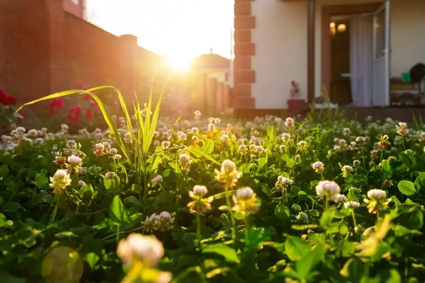 White dutch clover lawn with house in the background. 