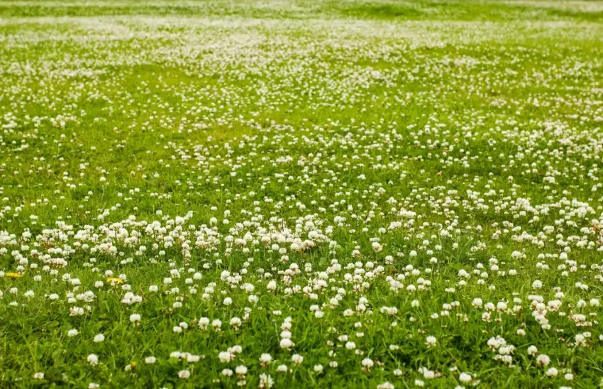 White dutch clover lawn.