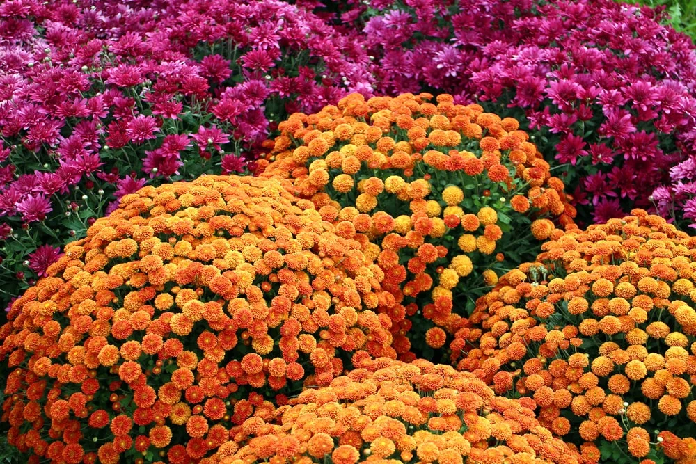 Blooming mums flowers