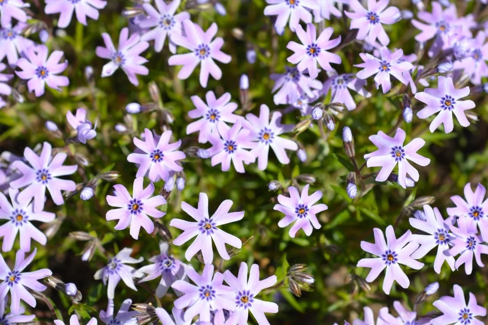 Creeping Phlox