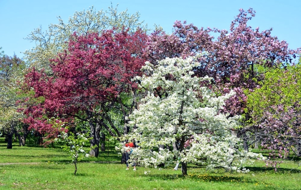 Deciduous trees in a yard