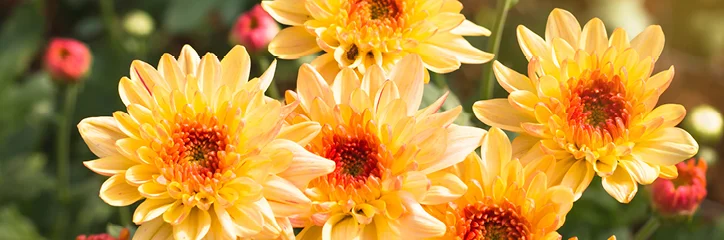 Yellow and orange mums