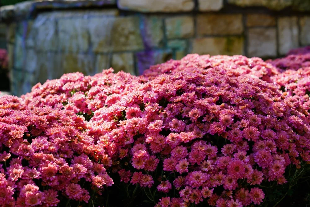 Mums flowers in the sun