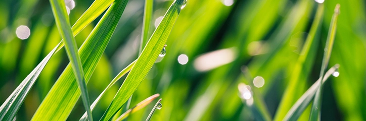 Bermuda Grass close up