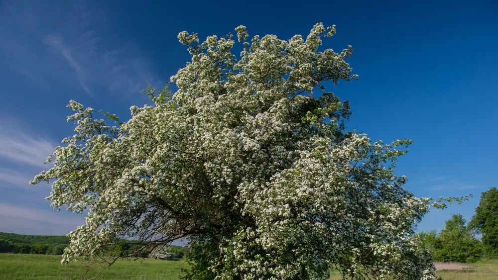 Hawthorne tree