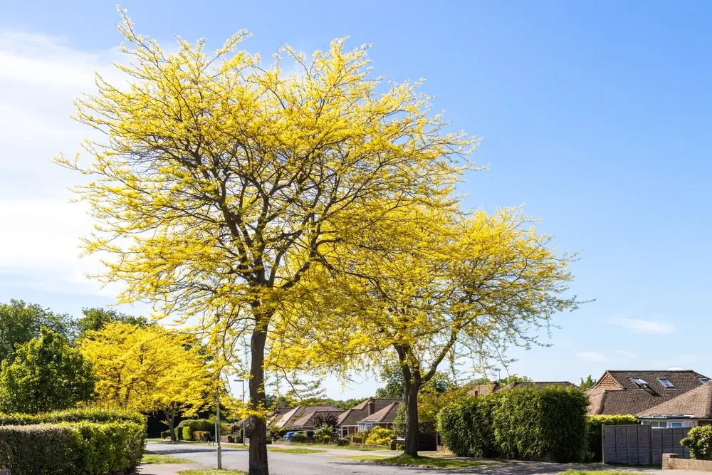 Honey locust tree