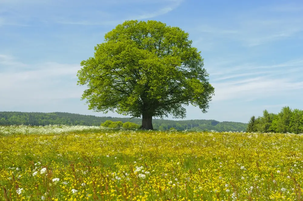 Linden tree