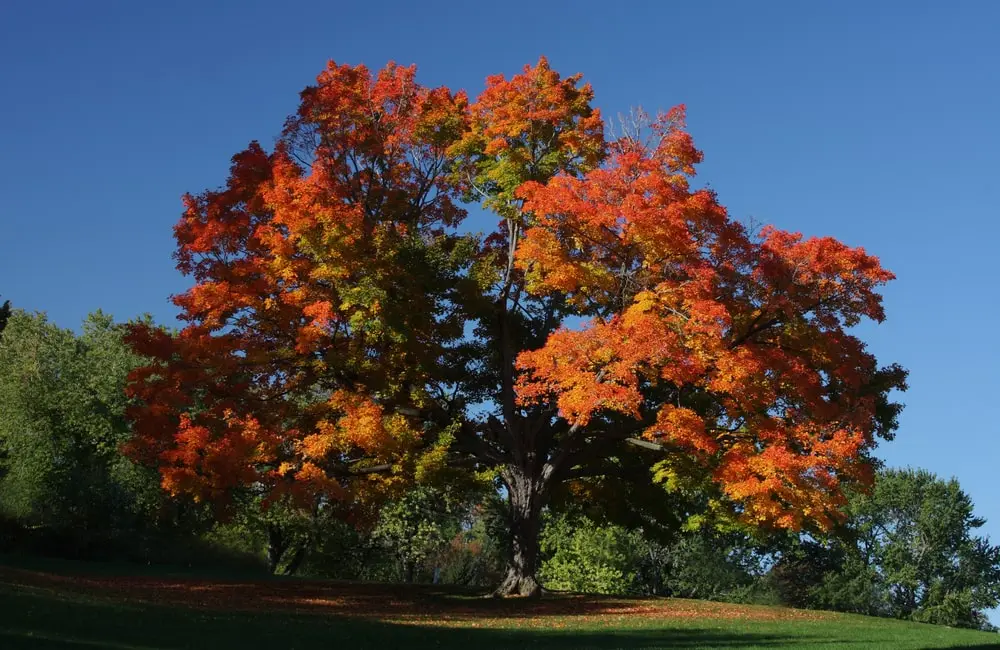 Maple tree