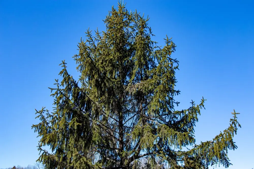 Spruce tree