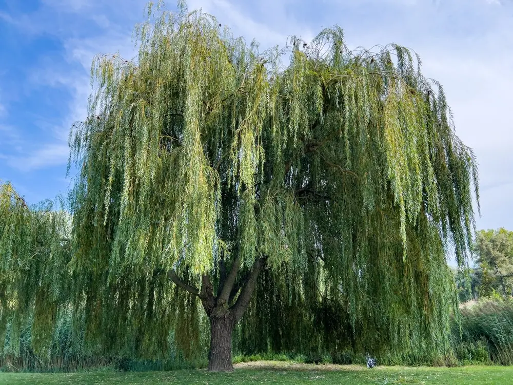 Weeping willow tree