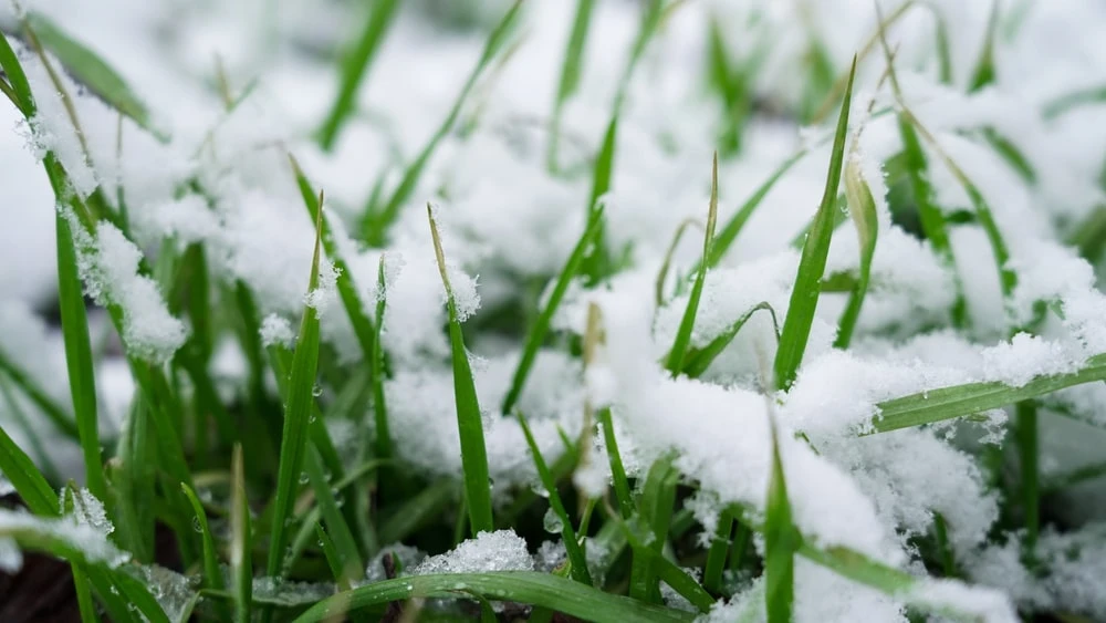 snow on grass