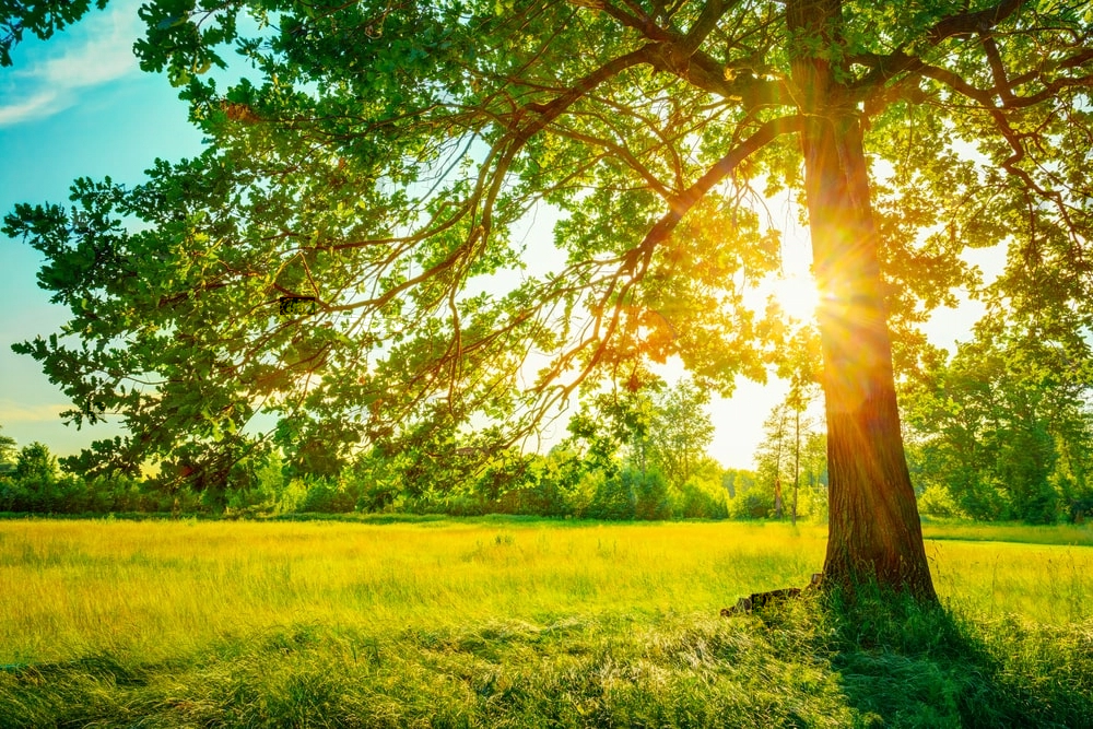 Sun shining through tree branches.