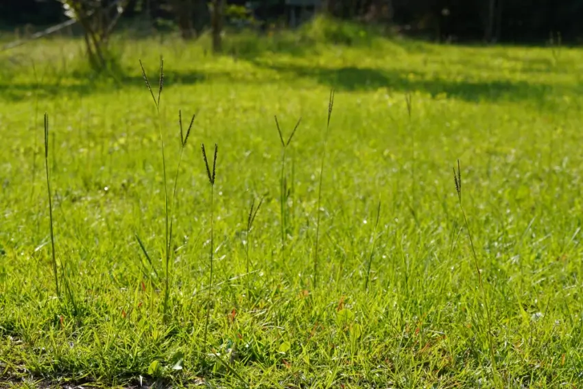 Tall Bahia grass seed heads.