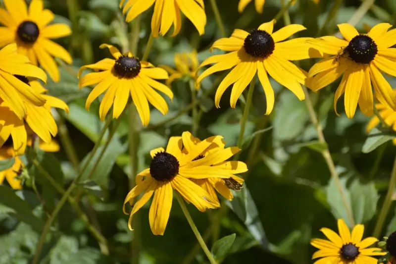 Black-Eyed Susan flowers in a garden. 