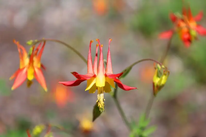 Canadian Columbine flowers.