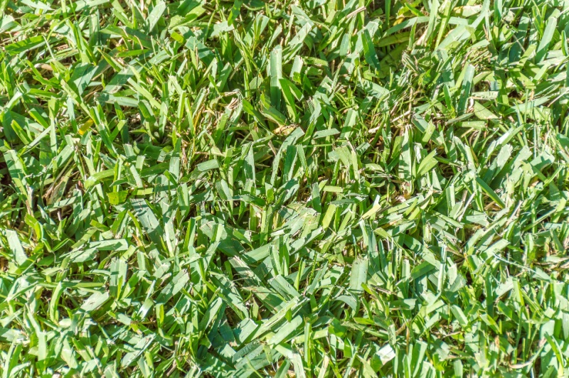 Close up of centipede grass lawn.