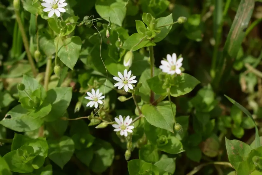 Chickweed with small white flowers.