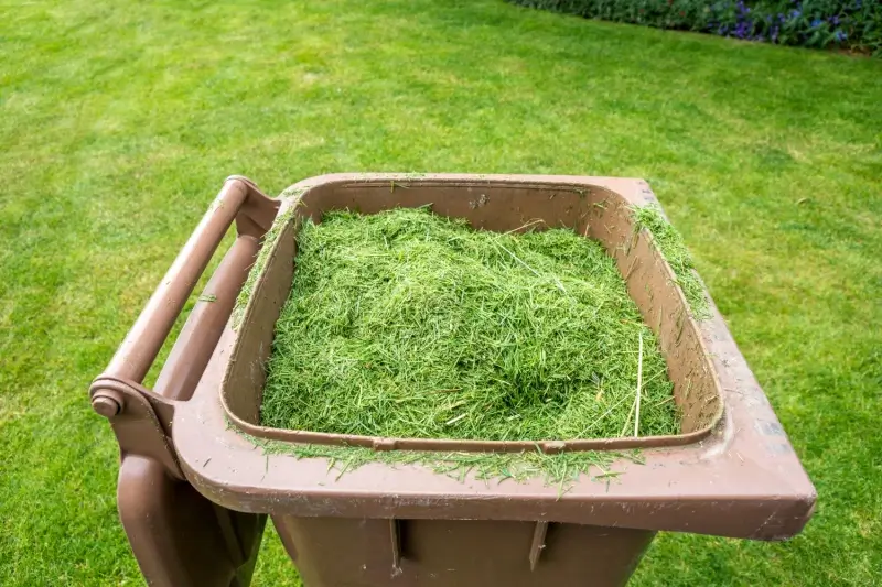 Grass clippings in a compost bin.