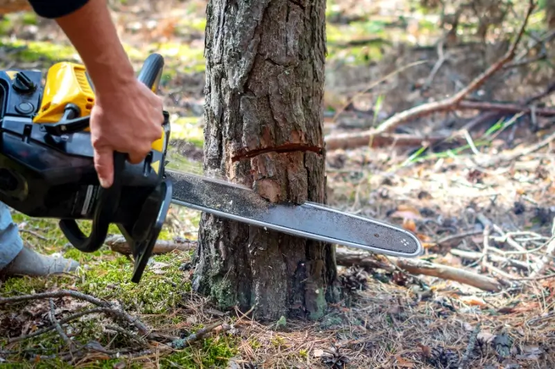 Landscaper cutting down a tree with a chainsaw.