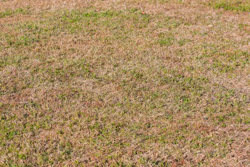 Dried and dead grass on lawn