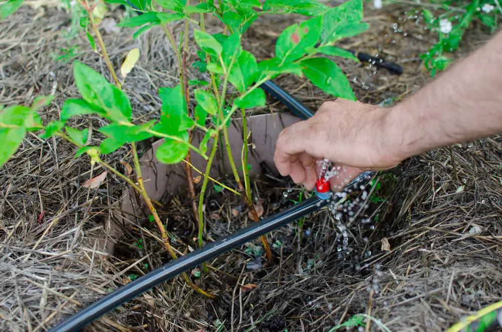 Landscaper doing maintenance on drip irrigation system