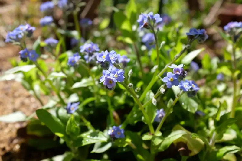 Forget me not flowers. 