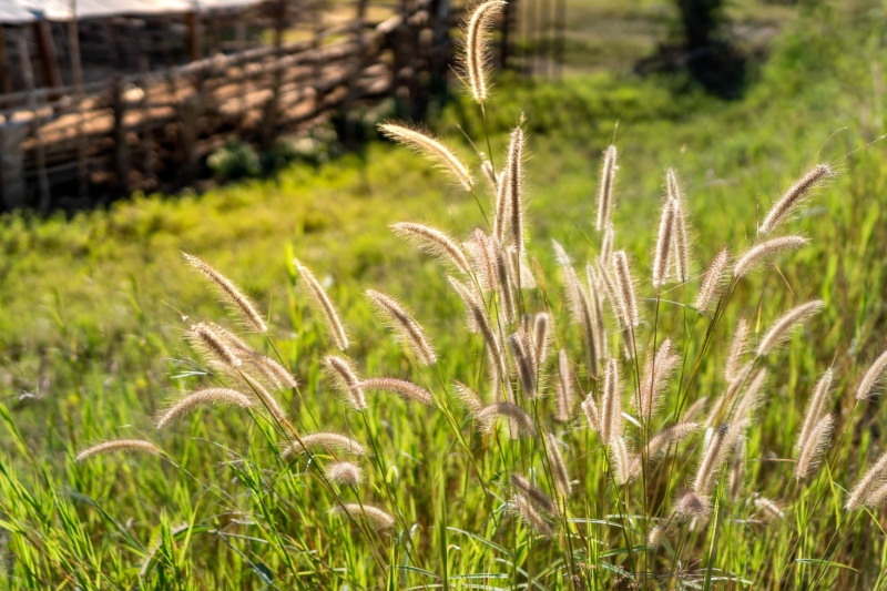 Foxtail weeds growing in a lawn.