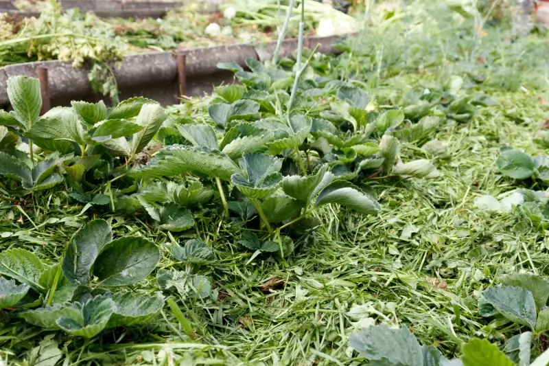 Garden bed with grass clippings mulch.